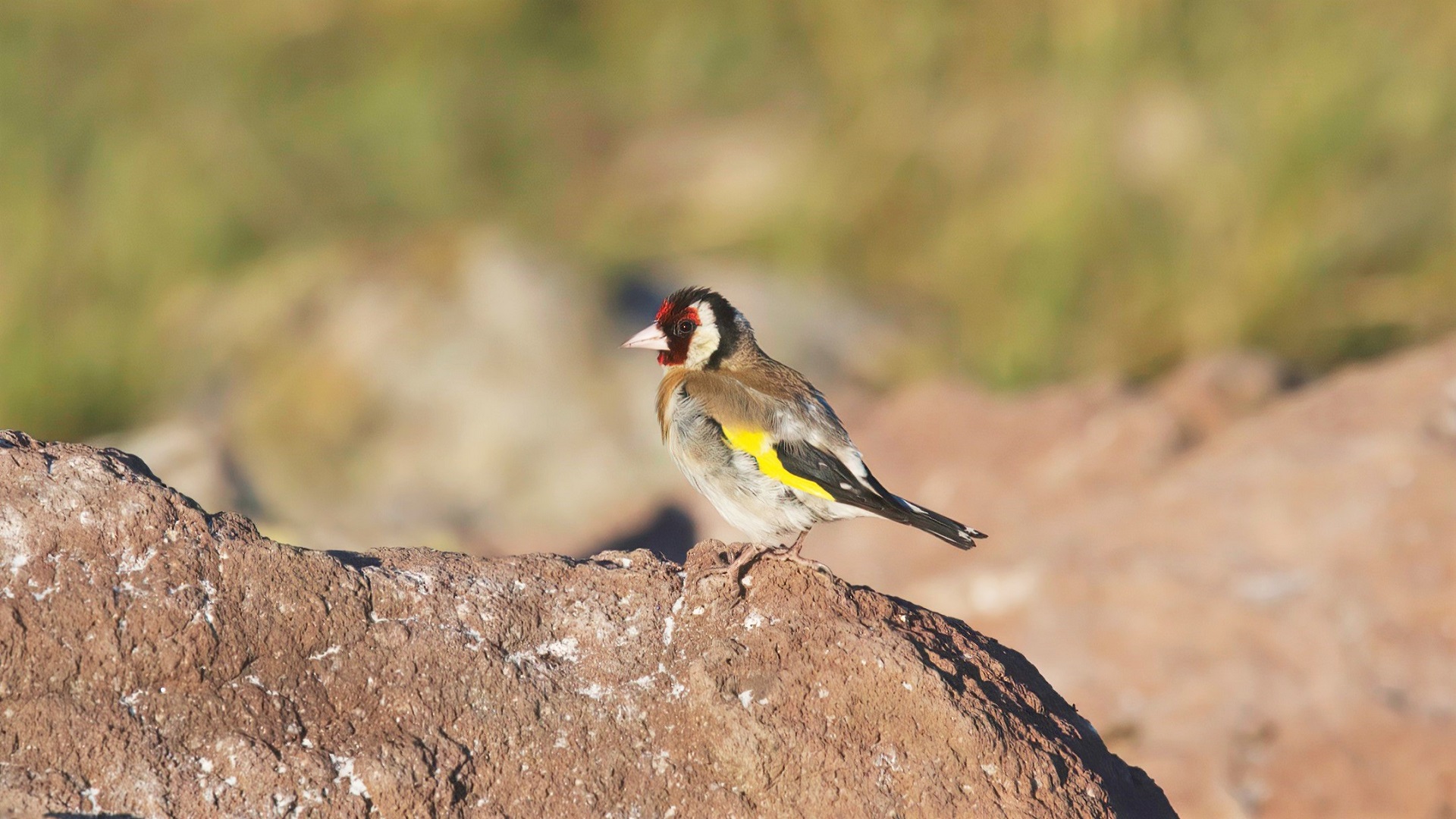European Goldfinch